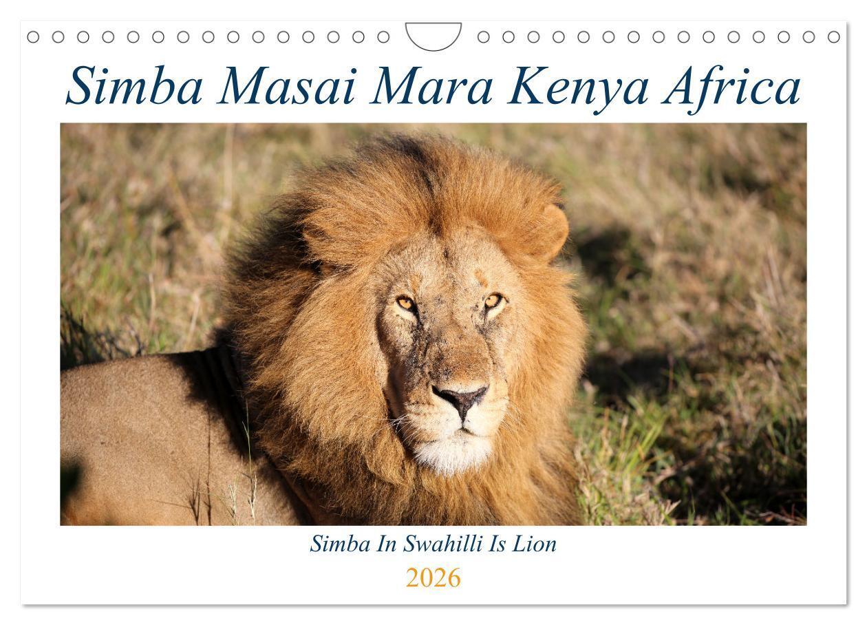 Simba Masai Mara Kenya Africa (Wall Calendar 2026 DIN A4 landscape) CALVENDO 12 Month Wall Calendar