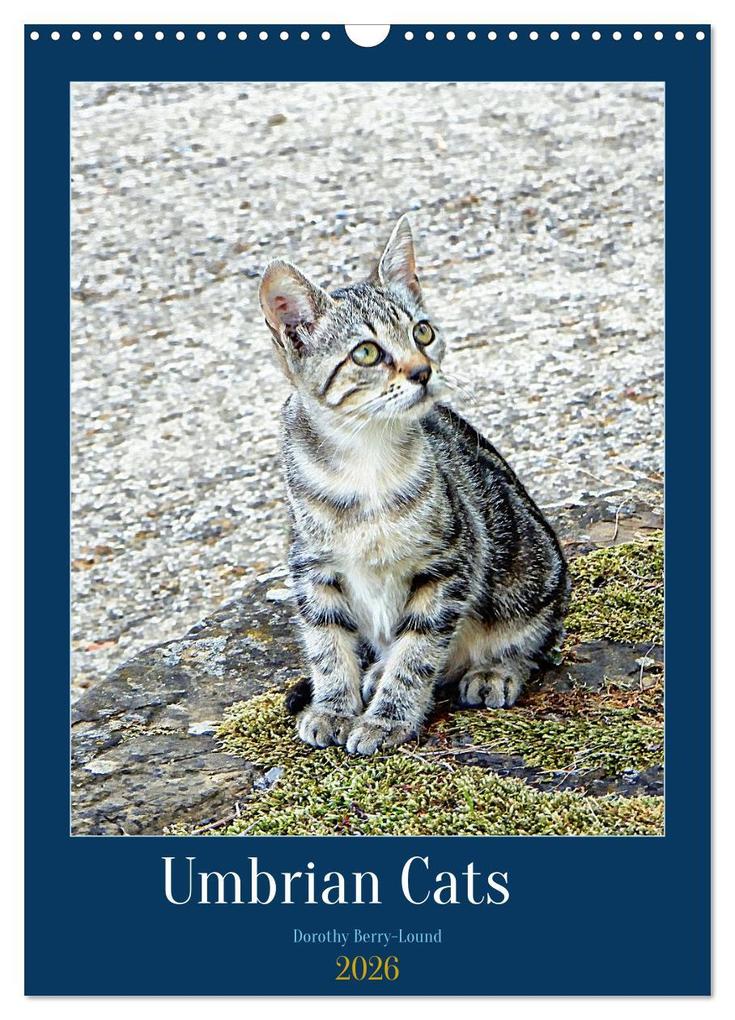 Umbrian Cats (Wall Calendar 2026 DIN A3 portrait) CALVENDO 12 Month Wall Calendar