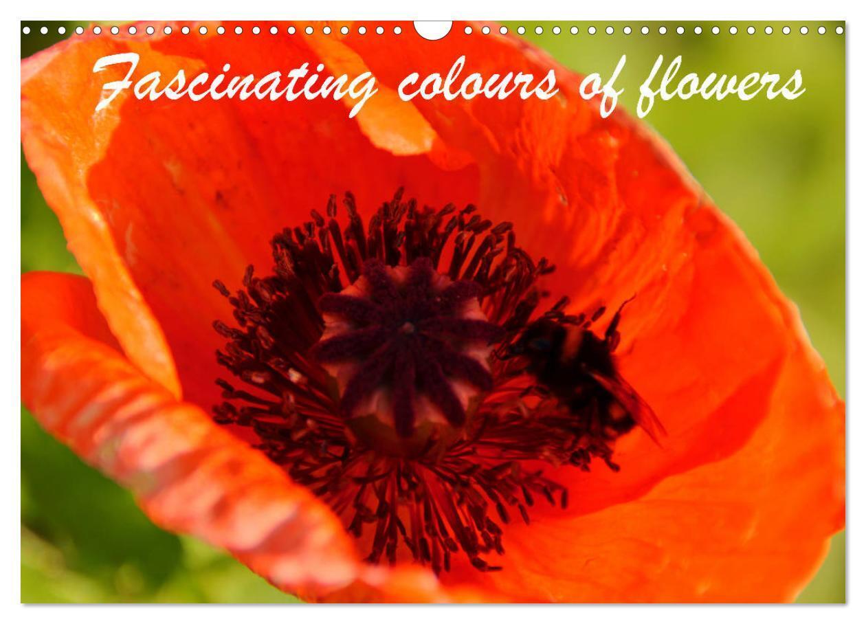 Fascinating colours of flowers (Wall Calendar 2026 DIN A3 landscape) CALVENDO 12 Month Wall Calendar