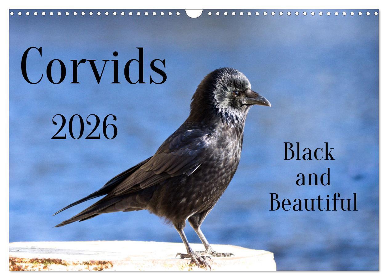 Corvids - Black and Beautiful (Wall Calendar 2026 DIN A3 landscape) CALVENDO 12 Month Wall Calendar