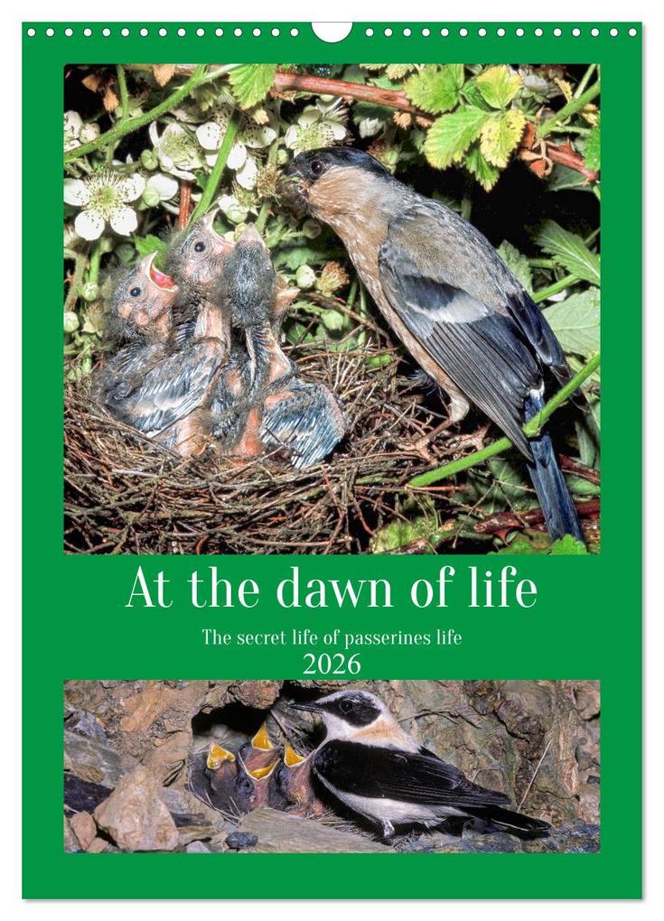 At the dawn of life the secret life of passerines (Wall Calendar 2026 DIN A3 portrait) CALVENDO 12 Month Wall Calendar