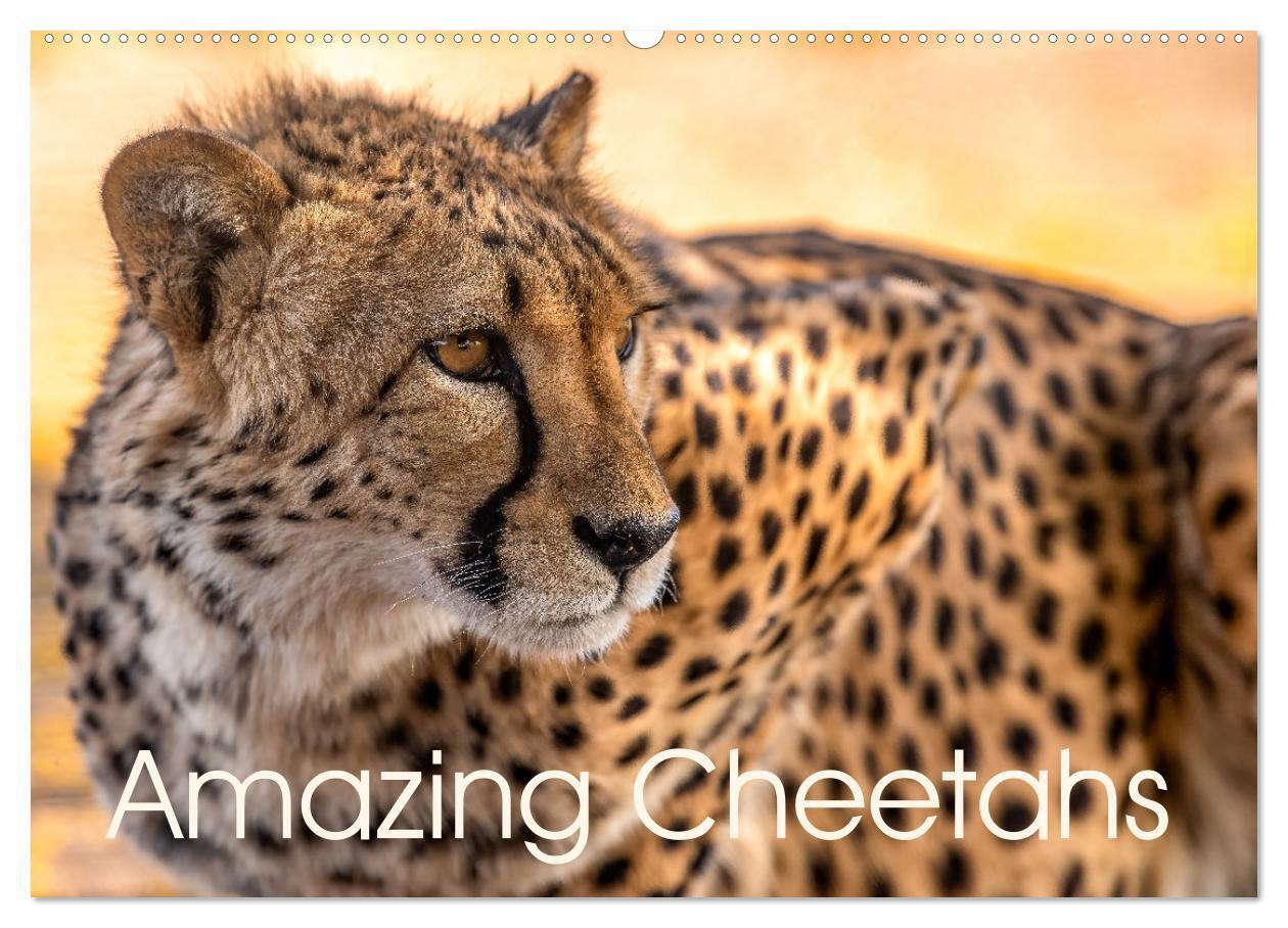 Amazing Cheetahs (Wall Calendar 2026 DIN A2 landscape) CALVENDO 12 Month Wall Calendar