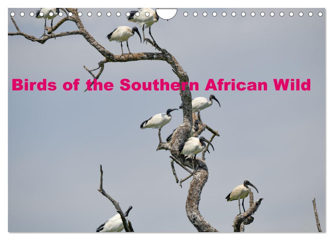 Birds of the Southern African Wild (Wall Calendar 2026 DIN A4 landscape) CALVENDO 12 Month Wall Calendar