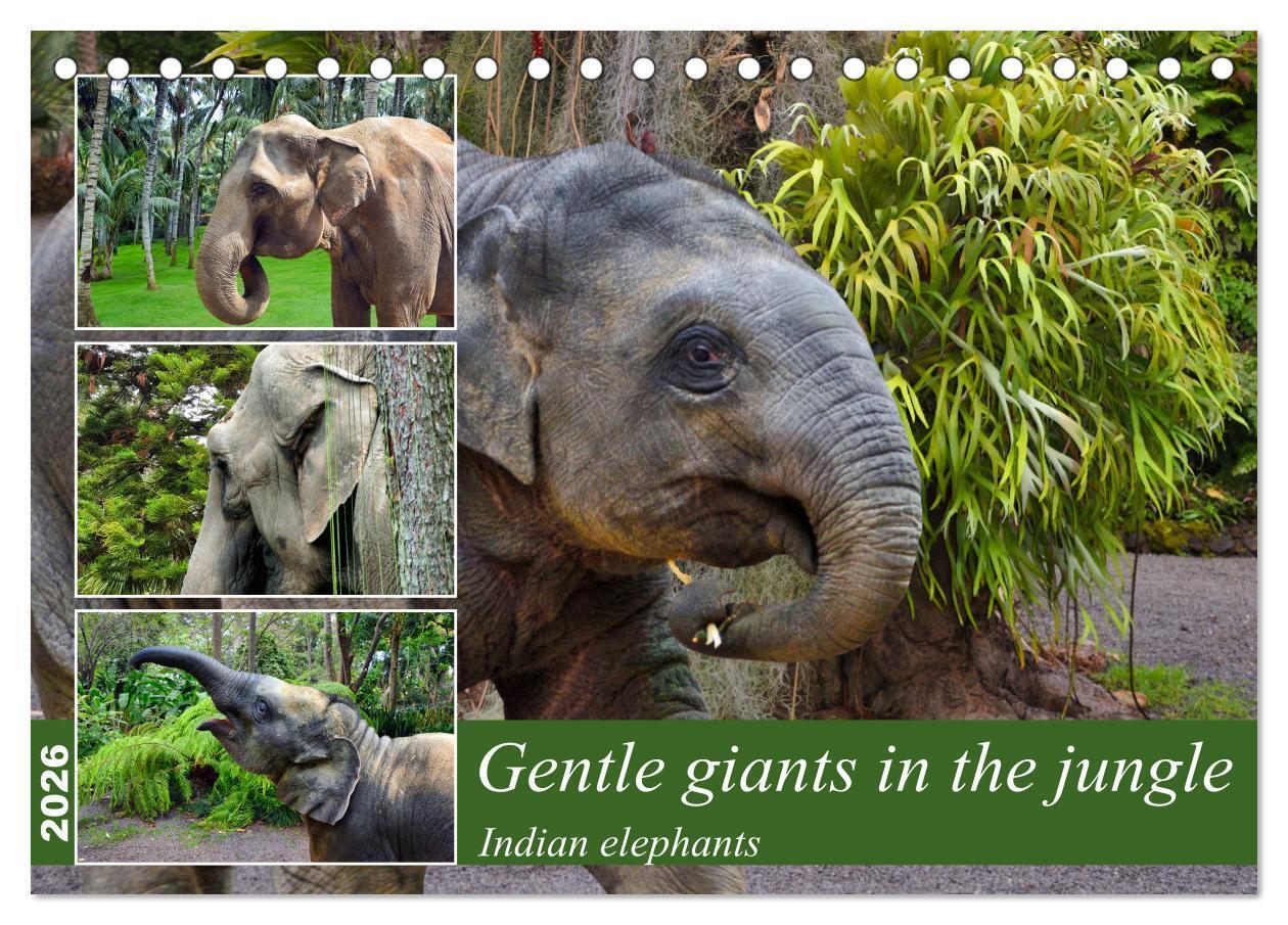 Gentle giants in the jungle (Desk Calendar 2026 DIN A5 landscape) CALVENDO 12 Month DeskCalendar