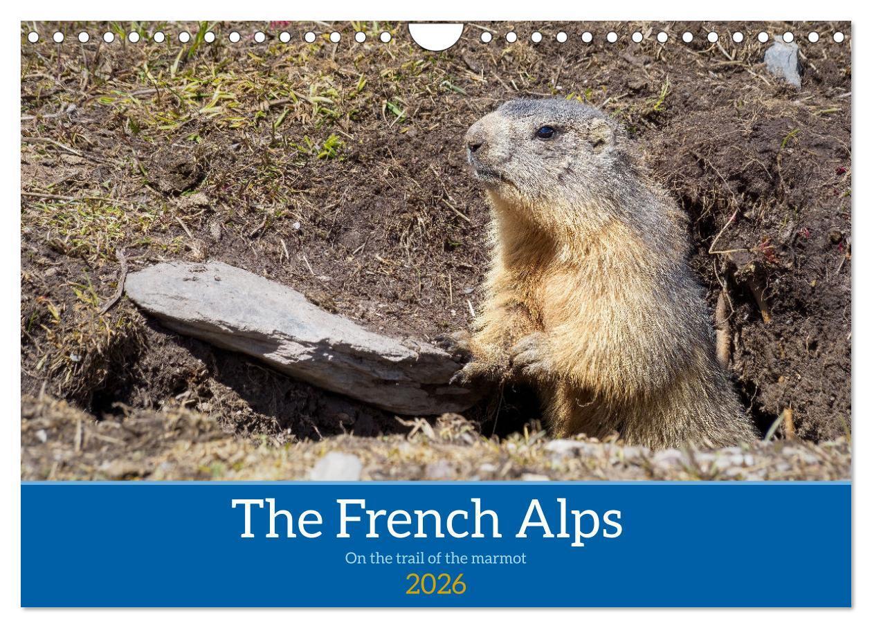 The French Alps on the trail of the marmot (Wall Calendar 2026 DIN A4 landscape) CALVENDO 12 Month Wall Calendar