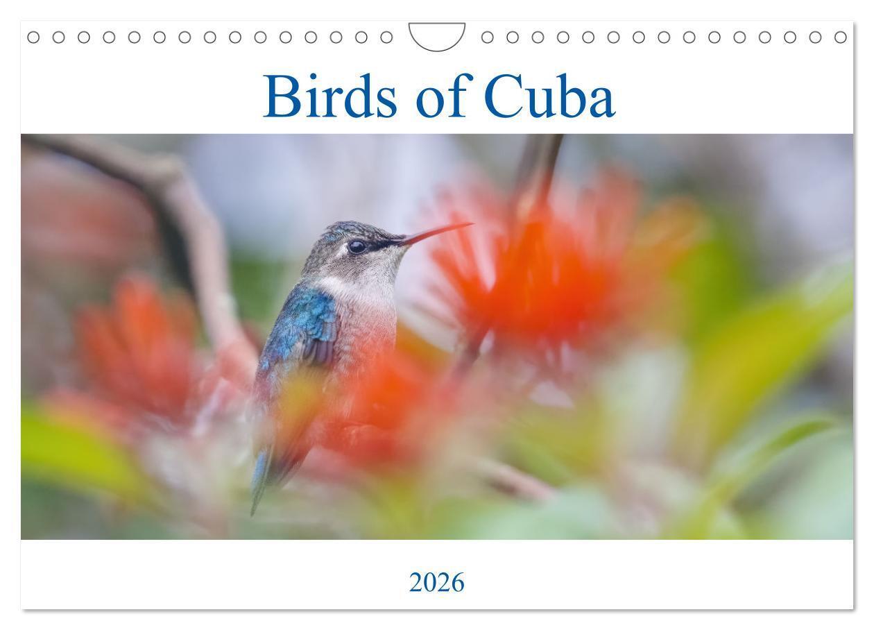 Birds of Cuba Island (Wall Calendar 2026 DIN A4 landscape) CALVENDO 12 Month Wall Calendar