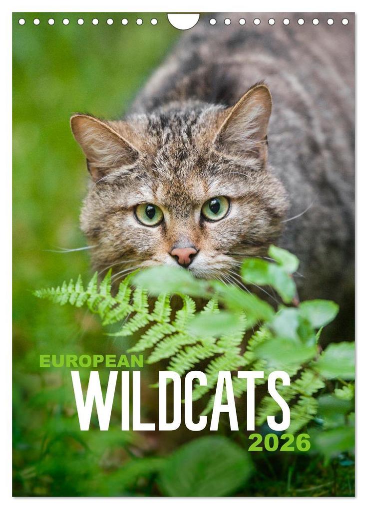 European Wildcats (Wall Calendar 2026 DIN A4 portrait) CALVENDO 12 Month Wall Calendar