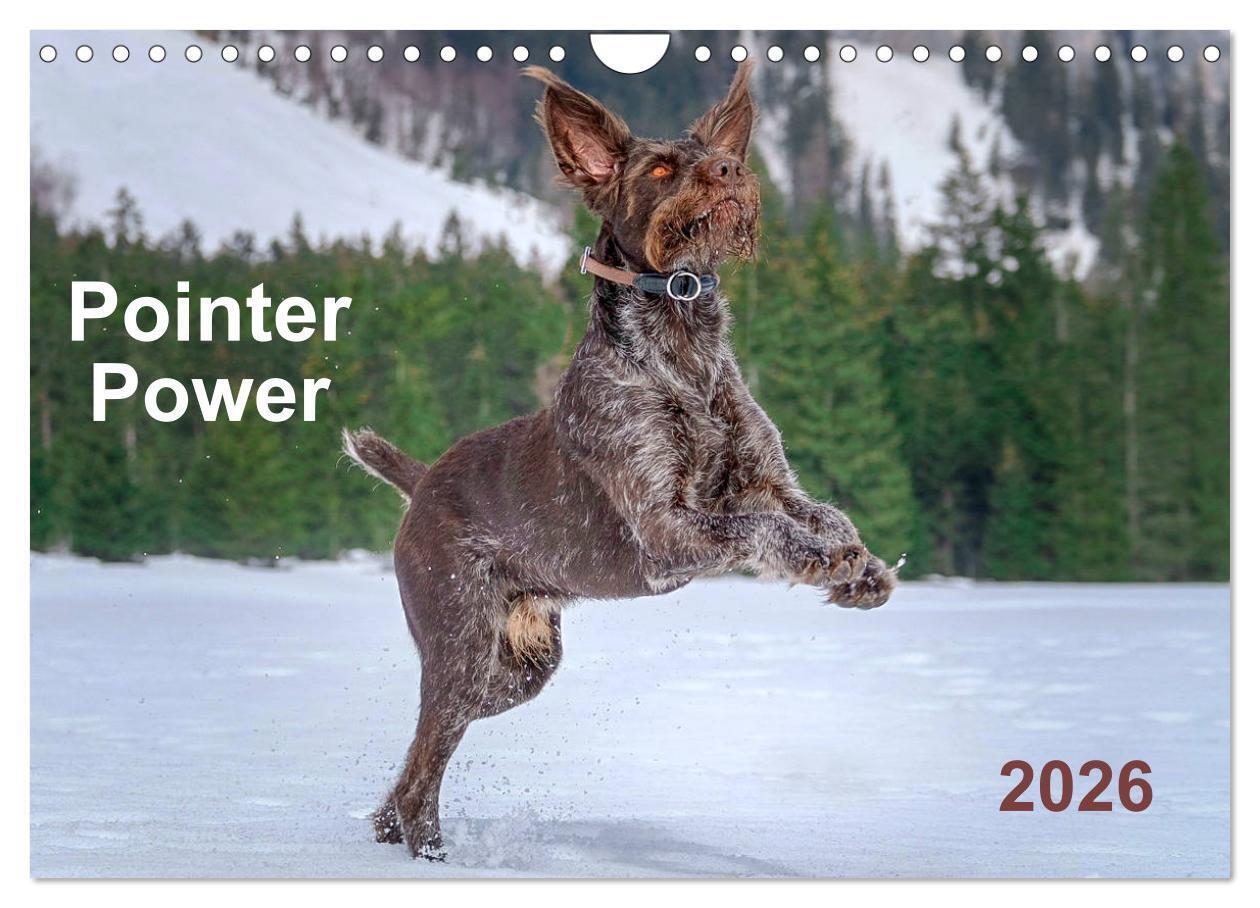 Pointer Power (Wall Calendar 2026 DIN A4 landscape) CALVENDO 12 Month Wall Calendar