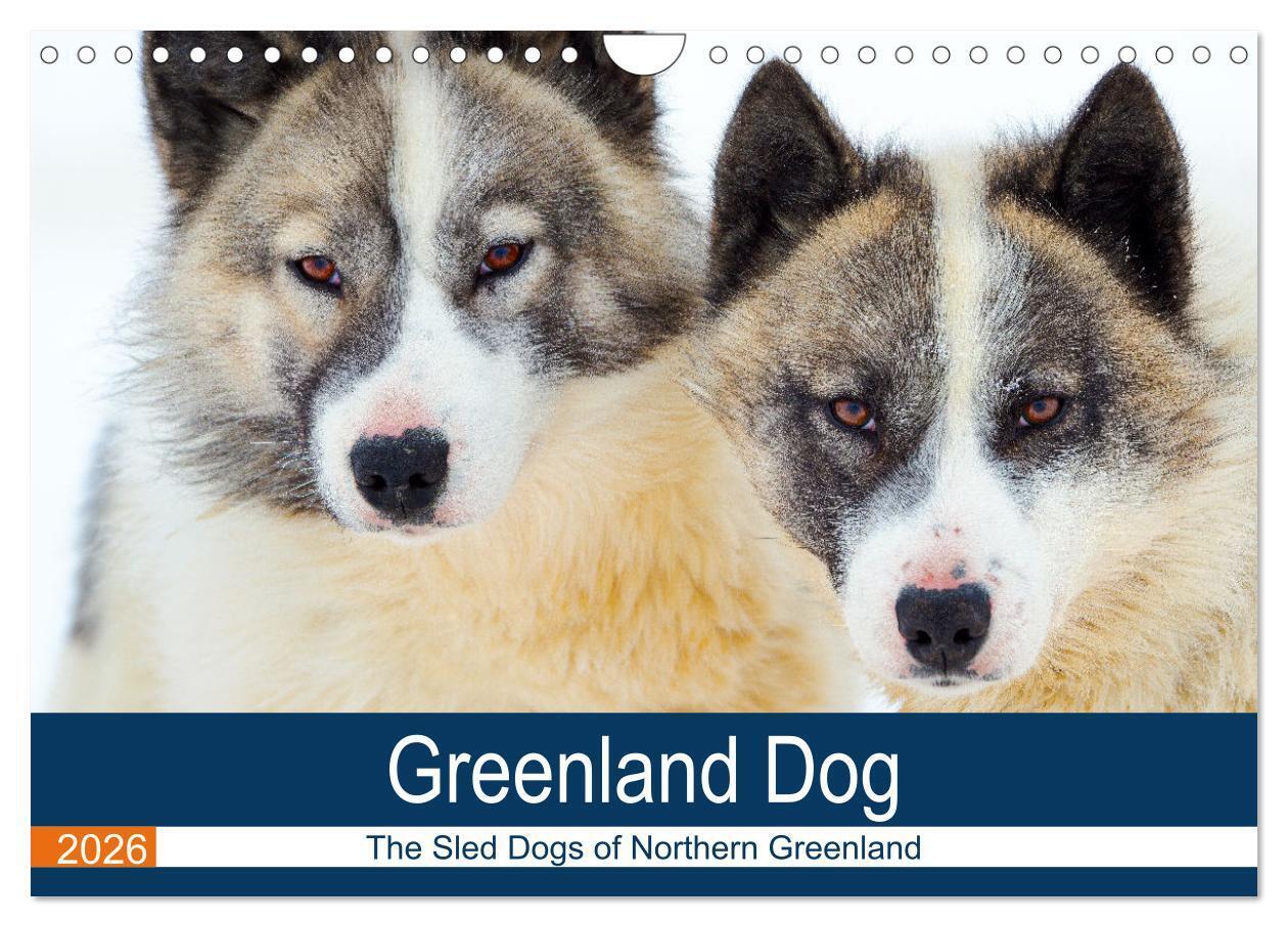 Greenland Dog - The Sled Dogs of Northern Greenland (Wall Calendar 2026 DIN A4 landscape) CALVENDO 12 Month Wall Calendar