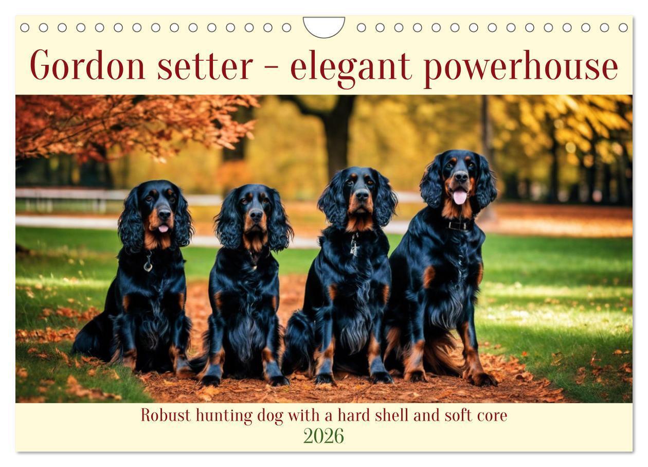 Gordon Setter - elegant powerhouse (Wall Calendar 2026 DIN A4 landscape) CALVENDO 12 Month Wall Calendar