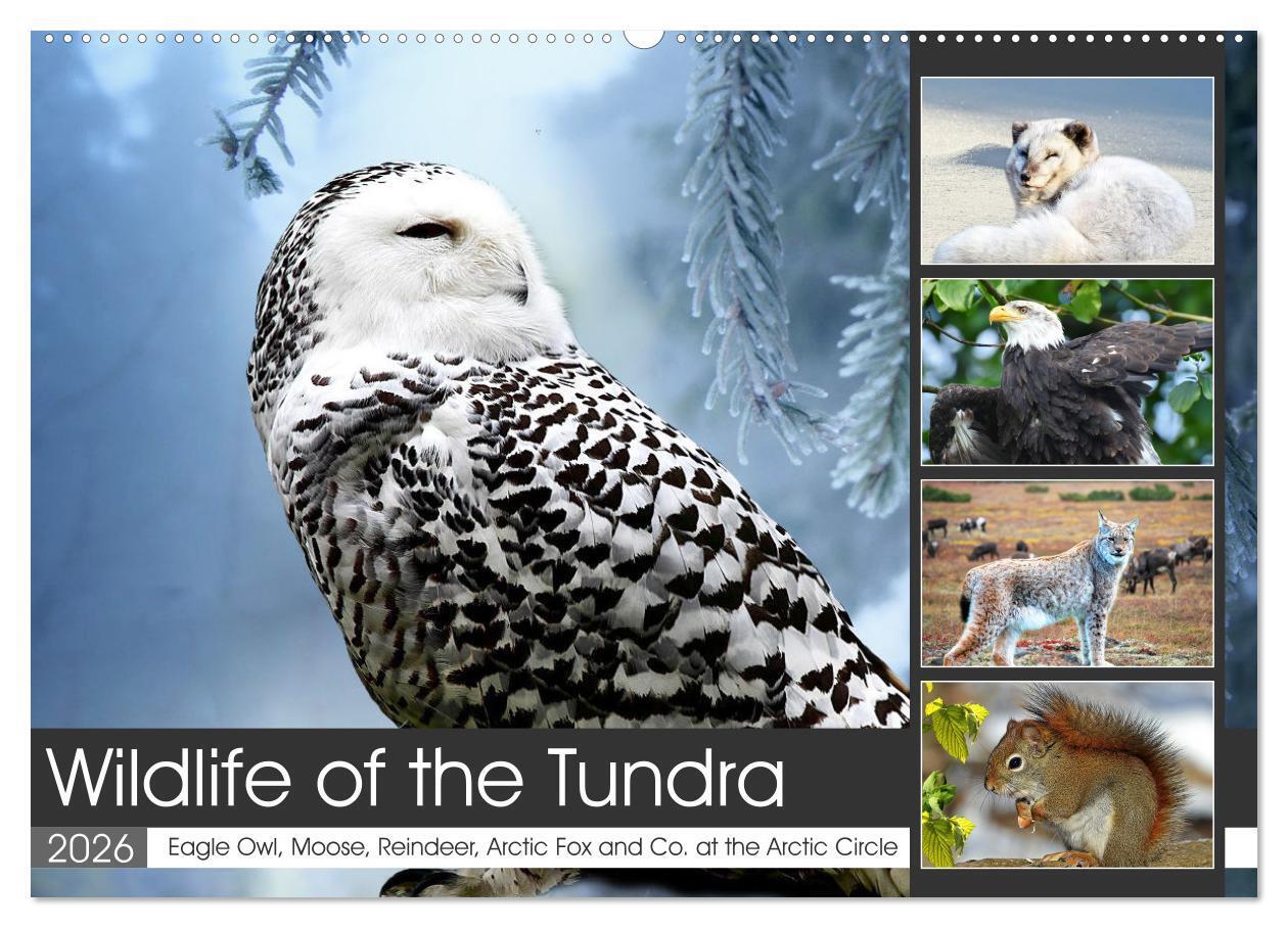 Wildlife of the Tundra (Wall Calendar 2026 DIN A2 landscape) CALVENDO 12 Month Wall Calendar