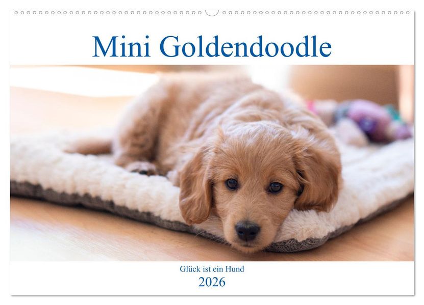 Mini Goldendoodle - Glück ist ein Hund (Wandkalender 2026 DIN A2 quer) CALVENDO Monatskalender