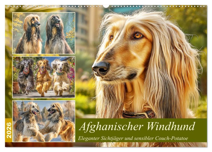 Afghanischer Windhund. Eleganter Sichtjäger und sensibler Couch-Potatoe (Wandkalender 2026 DIN A2 quer) CALVENDO Monatskalender