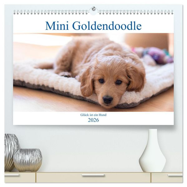 Mini Goldendoodle - Glück ist ein Hund (hochwertiger Premium Wandkalender 2026 DIN A2 quer) Kunstdruck in Hochglanz