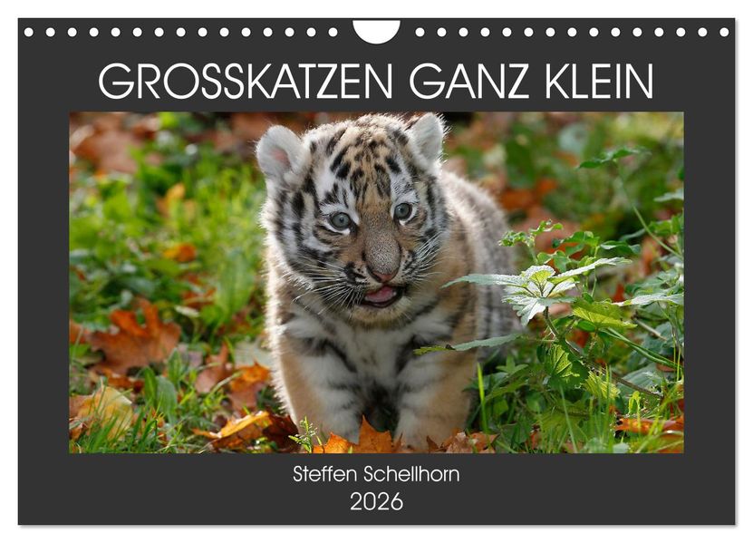 GROSSKATZEN GANZ KLEIN (Wandkalender 2026 DIN A4 quer) CALVENDO Monatskalender