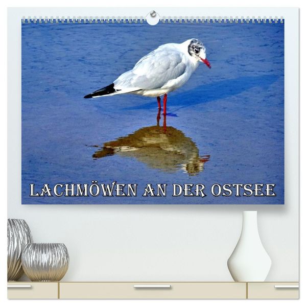 Lachmöwen an der Ostsee (hochwertiger Premium Wandkalender 2026 DIN A2 quer) Kunstdruck in Hochglanz