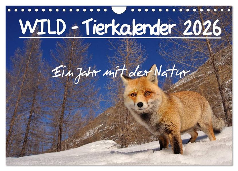 WILD - Tierkalender 2026 (Wandkalender 2026 DIN A4 quer) CALVENDO Monatskalender