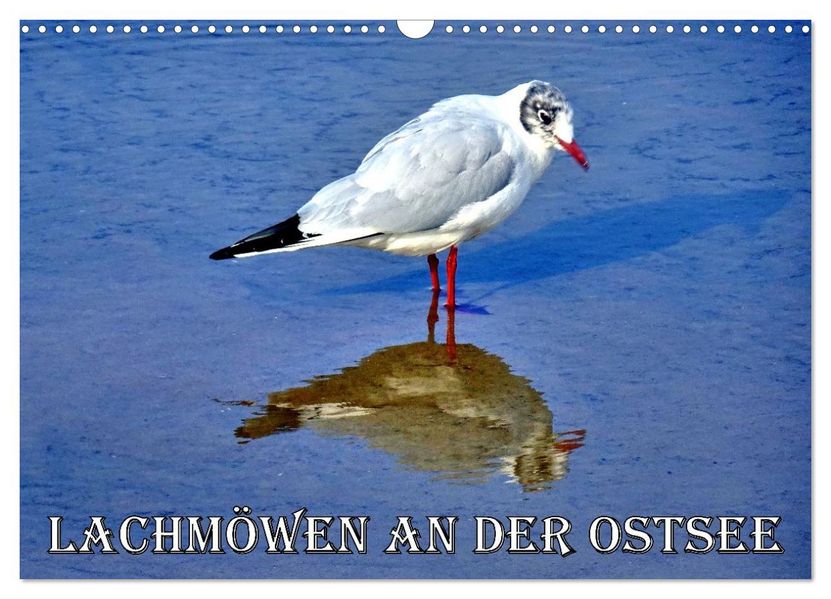 Lachmöwen an der Ostsee (Wandkalender 2026 DIN A3 quer) CALVENDO Monatskalender