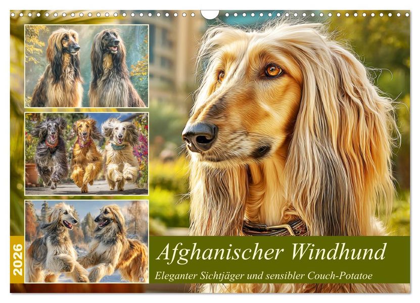 Afghanischer Windhund. Eleganter Sichtjäger und sensibler Couch-Potatoe (Wandkalender 2026 DIN A3 quer) CALVENDO Monatskalender