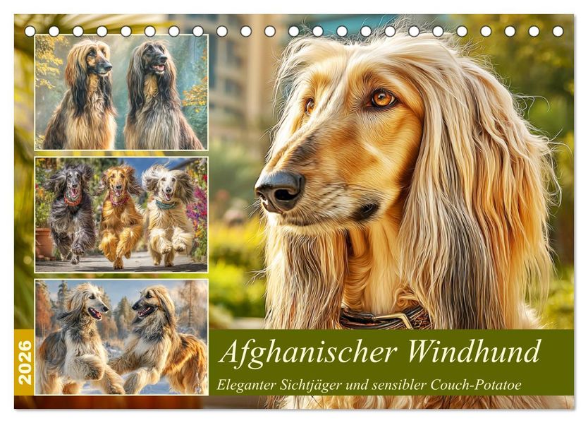 Afghanischer Windhund. Eleganter Sichtjäger und sensibler Couch-Potatoe (Tischkalender 2026 DIN A5 quer) CALVENDO Monatskalender