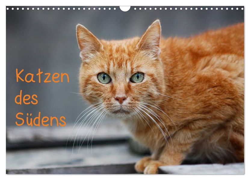 Katzen des Südens (Wandkalender 2026 DIN A3 quer) CALVENDO Monatskalender