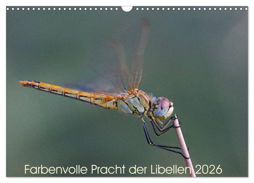 Farbenvolle Pracht der Libellen (Wandkalender 2026 DIN A3 quer) CALVENDO Monatskalender