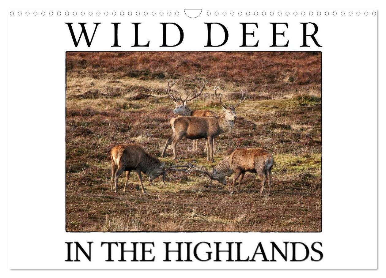 Wild Deer In The Highlands (Wall Calendar 2026 DIN A3 landscape) CALVENDO 12 Month Wall Calendar