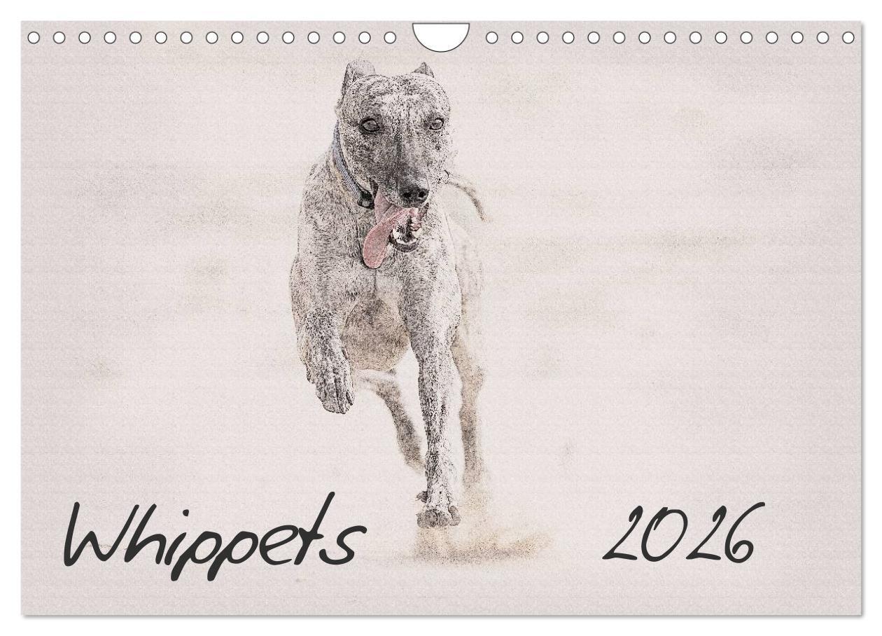 Whippets 2026 (Wall Calendar 2026 DIN A4 landscape) CALVENDO 12 Month Wall Calendar
