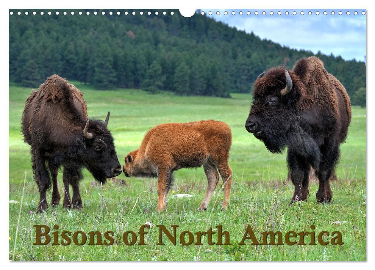 Bisons of North America (Wall Calendar 2026 DIN A3 landscape) CALVENDO 12 Month Wall Calendar
