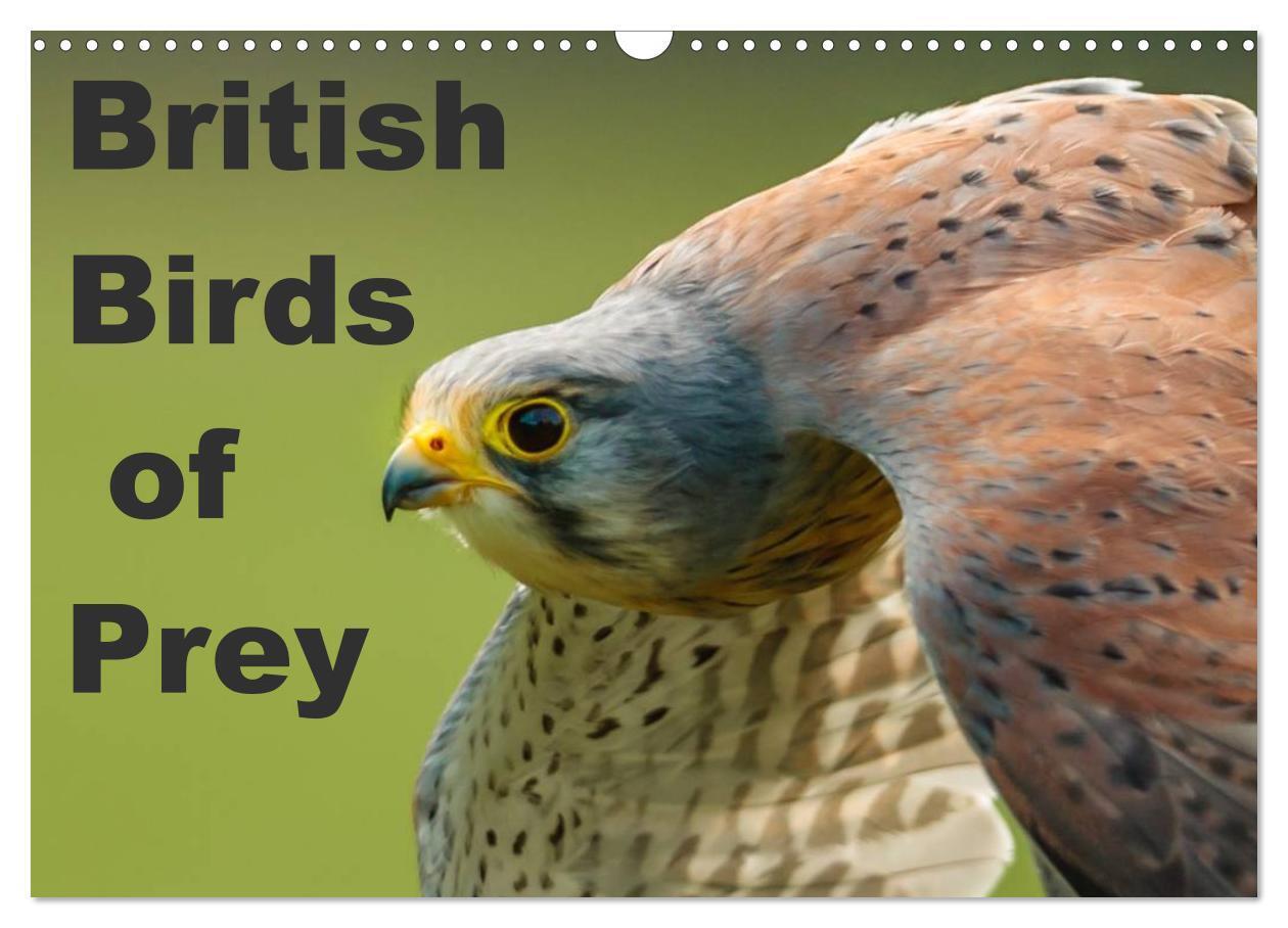 British Birds of Prey (Wall Calendar 2026 DIN A3 landscape) CALVENDO 12 Month Wall Calendar