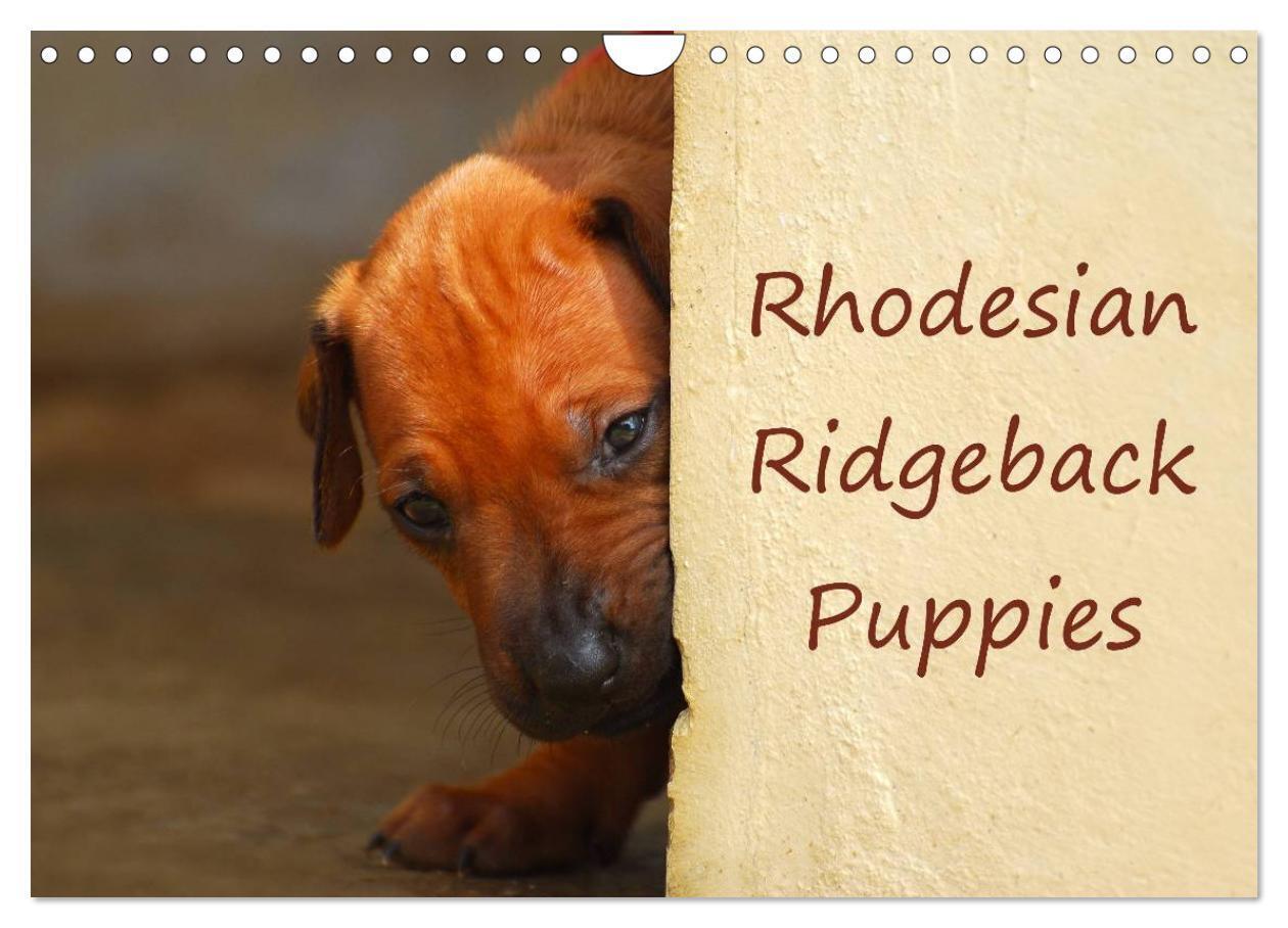 Rhodesian Ridgeback Puppies (Wall Calendar 2026 DIN A4 landscape) CALVENDO 12 Month Wall Calendar