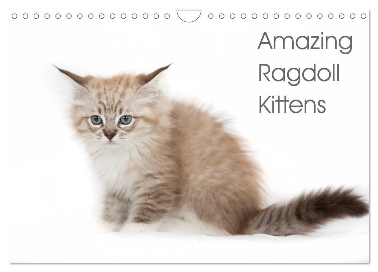 Amazing Ragdoll Kittens (Wall Calendar 2026 DIN A4 landscape) CALVENDO 12 Month Wall Calendar