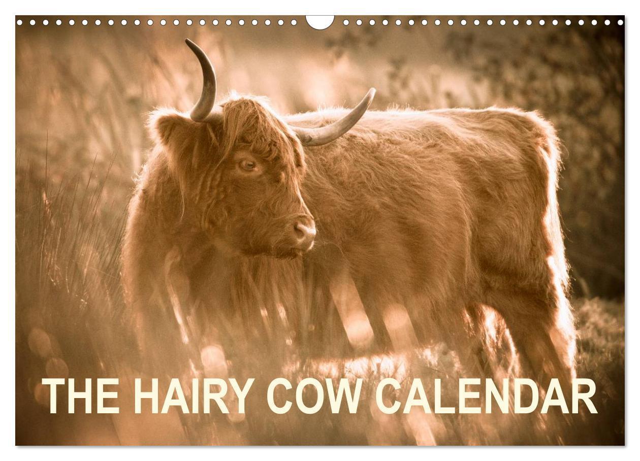 The Hairy Cow Calendar (Wall Calendar 2026 DIN A3 landscape) CALVENDO 12 Month Wall Calendar