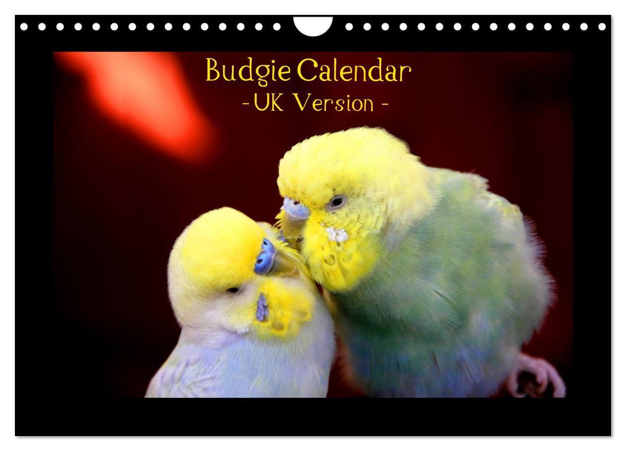 Budgie Calendar - UK Version (Wall Calendar 2026 DIN A4 landscape) CALVENDO 12 Month Wall Calendar