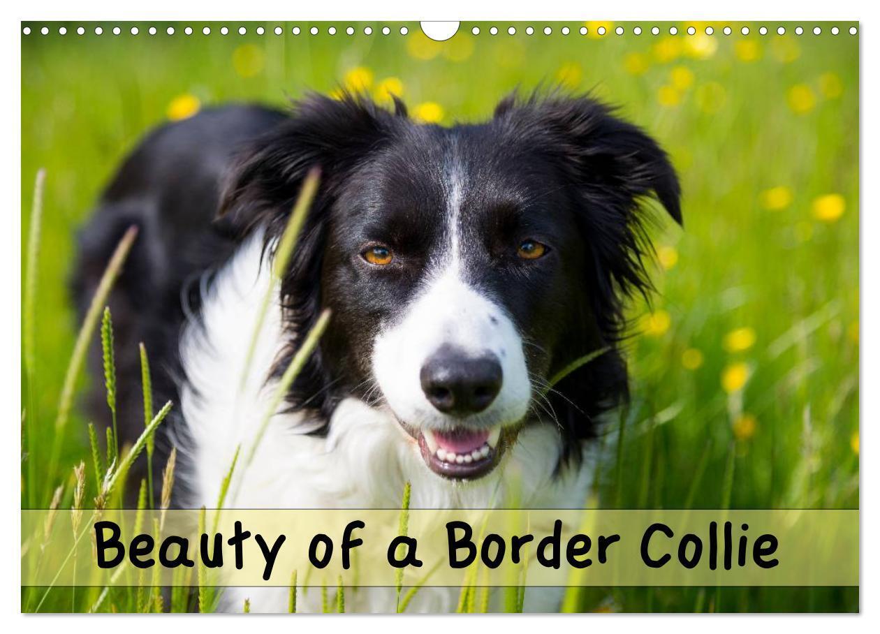 Beauty of a Border Collie (Wall Calendar 2026 DIN A3 landscape) CALVENDO 12 Month Wall Calendar
