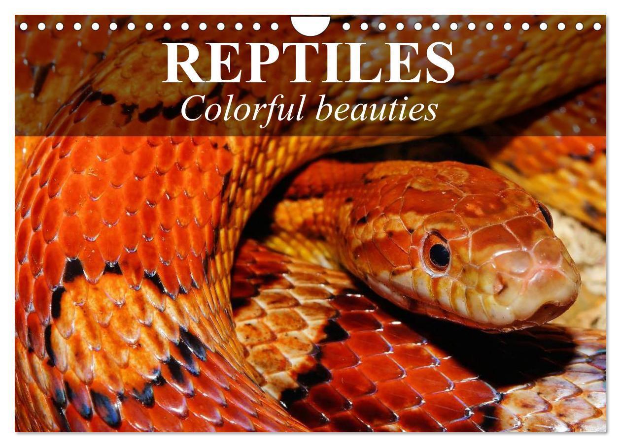 Reptiles Colorful beauties (Wall Calendar 2026 DIN A4 landscape) CALVENDO 12 Month Wall Calendar