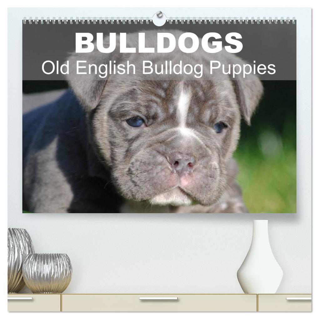 Bulldogs - Old English Bulldog Puppies (High Quality Premium Wall Calendar 2026 DIN A2 landscape)CALVENDO 12 Month Wall Calendar