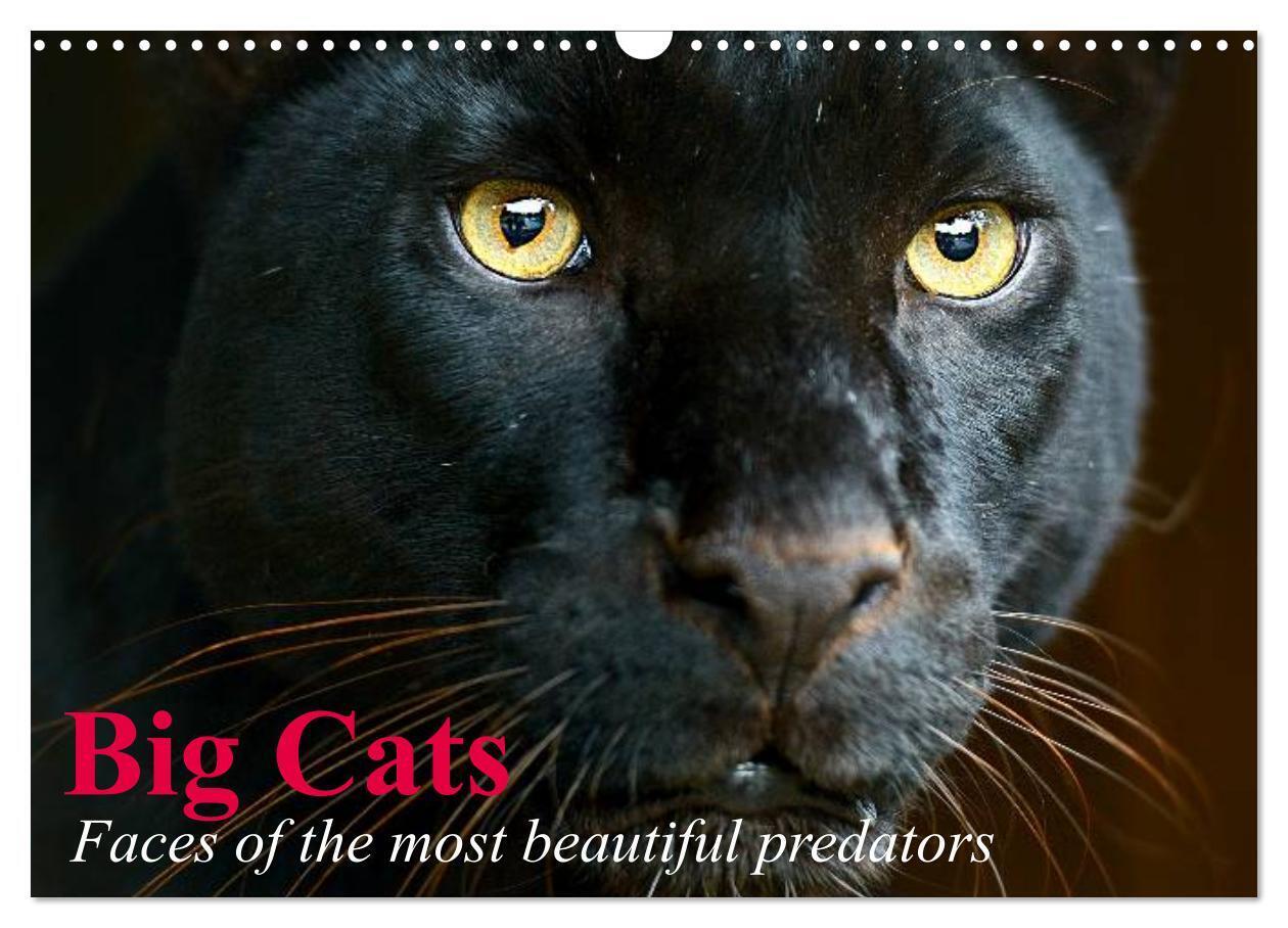 Big Cats Faces of the most beautiful predators (Wall Calendar 2026 DIN A3 landscape) CALVENDO 12 Month Wall Calendar