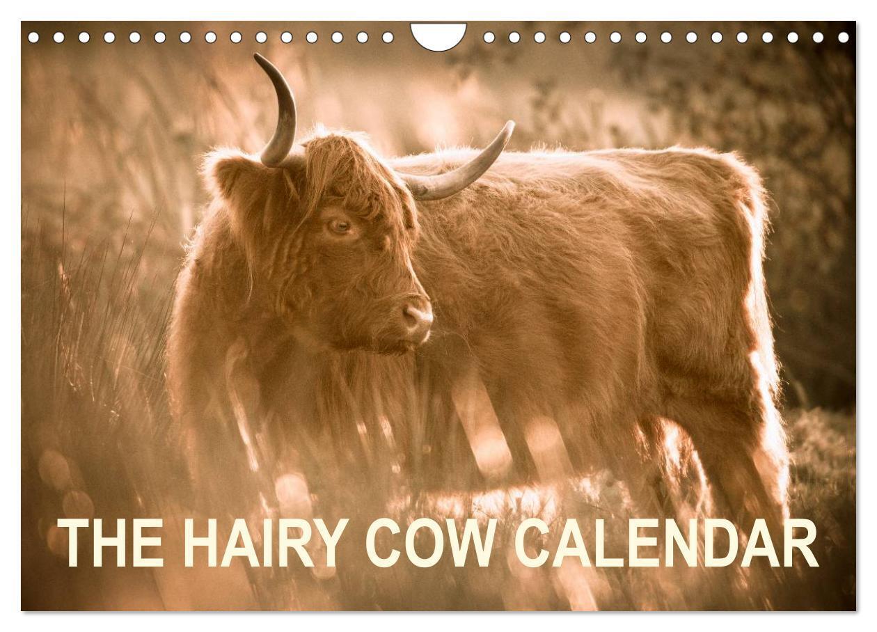 The Hairy Cow Calendar (Wall Calendar 2026 DIN A4 landscape) CALVENDO 12 Month Wall Calendar