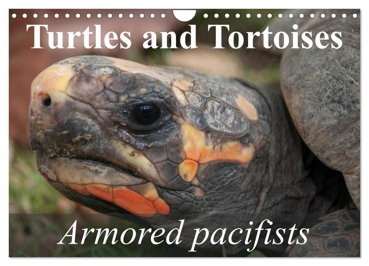 Turtles and Tortoises - Armored pacifists (Wall Calendar 2026 DIN A4 landscape) CALVENDO 12 Month Wall Calendar