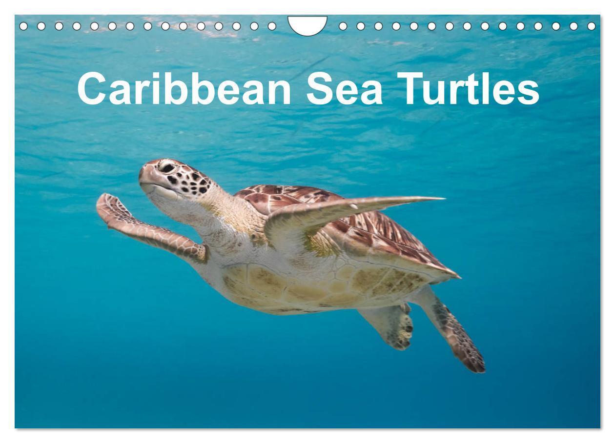 Caribbean Sea Turtles (Wall Calendar 2026 DIN A4 landscape) CALVENDO 12 Month Wall Calendar