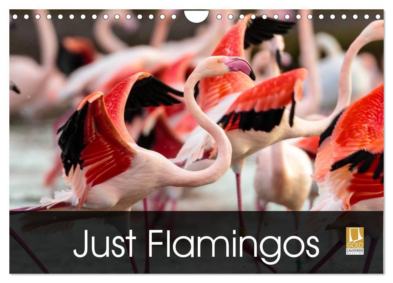 Just Flamingos (Wall Calendar 2026 DIN A4 landscape) CALVENDO 12 Month Wall Calendar