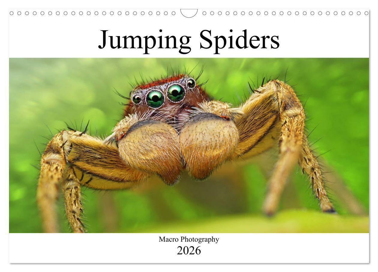 Jumping Spiders (Wall Calendar 2026 DIN A3 landscape) CALVENDO 12 Month Wall Calendar
