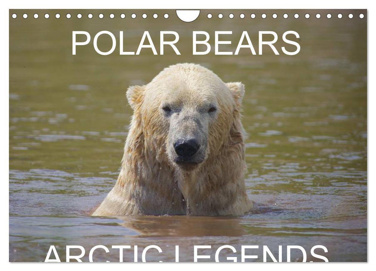 POLAR BEARS - ARCTIC LEGENDS (Wall Calendar 2026 DIN A4 landscape) CALVENDO 12 Month Wall Calendar