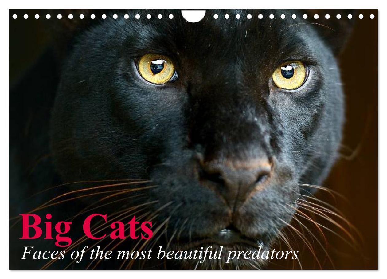 Big Cats Faces of the most beautiful predators (Wall Calendar 2026 DIN A4 landscape) CALVENDO 12 Month Wall Calendar