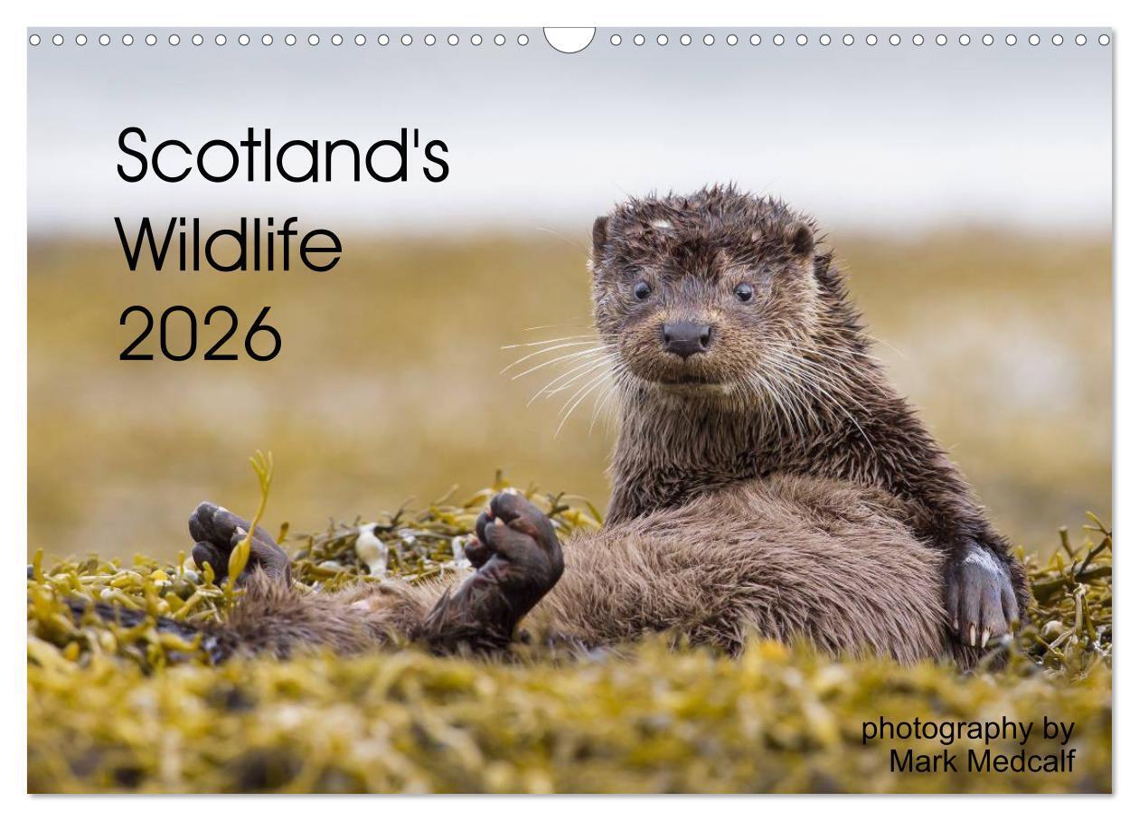 Scotland's Wildlife 2026 (Wall Calendar 2026 DIN A3 landscape) CALVENDO 12 Month Wall Calendar