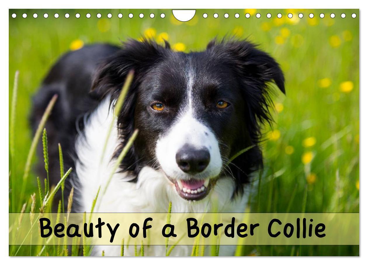 Beauty of a Border Collie (Wall Calendar 2026 DIN A4 landscape) CALVENDO 12 Month Wall Calendar