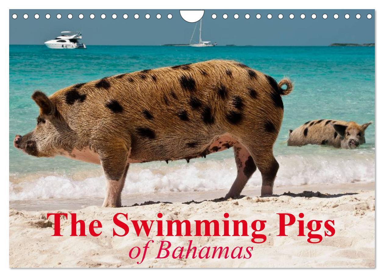The Swimming Pigs of Bahamas (Wall Calendar 2026 DIN A4 landscape) CALVENDO 12 Month Wall Calendar