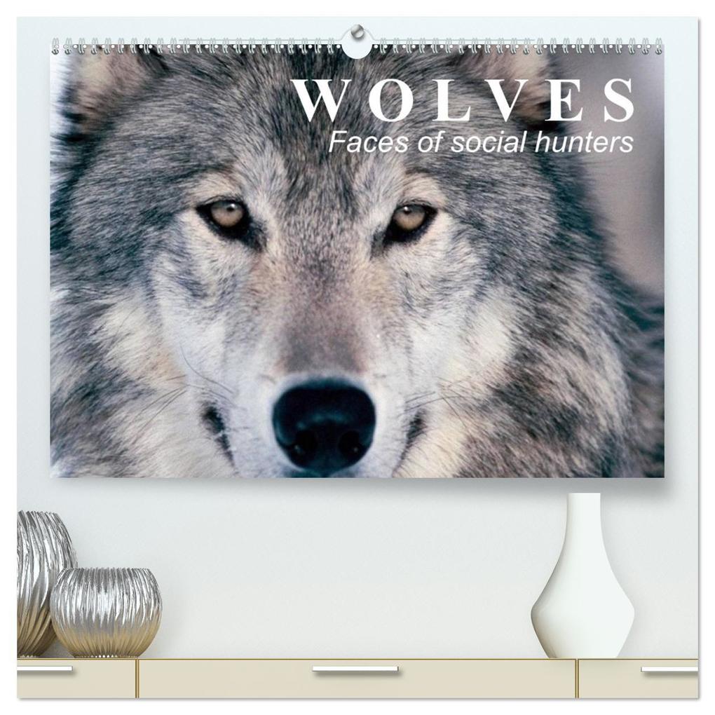 Wolves Faces of social hunters (High Quality Premium Wall Calendar 2026 DIN A2 landscape)CALVENDO 12 Month Wall Calendar