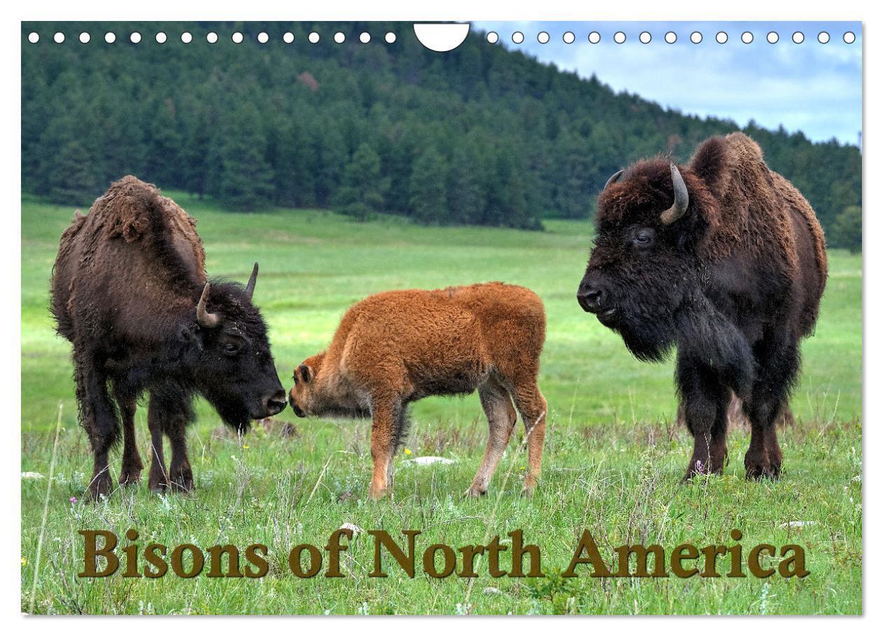 Bisons of North America (Wall Calendar 2026 DIN A4 landscape) CALVENDO 12 Month Wall Calendar